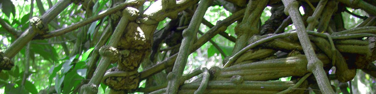 Ayahuasca vine, aka Banisteriopsis caapi.